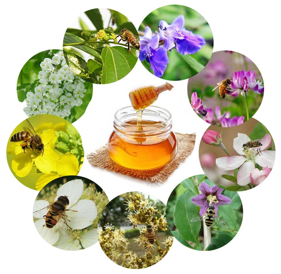 HONEY-01.jpg